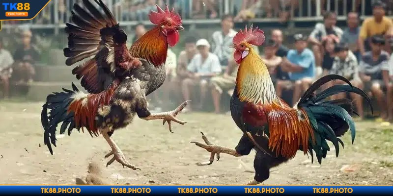 Lính mới hãy tìm kiếm những chú gà có đôi chân vừa phải