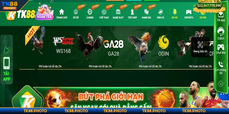 Đá gà tại TK88 có tỷ lệ thưởng hấp dẫn